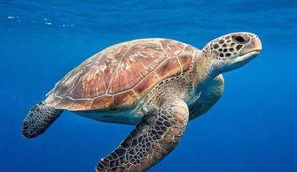 海龟吃哈密瓜会死吗视频,悲剧背后的生态警示