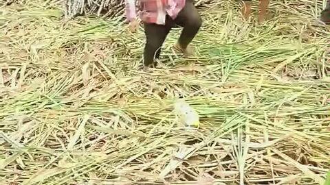 抖音吃内脏瓜最新视频,揭秘吃内脏瓜的独特魅力与烹饪技巧