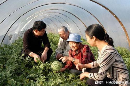 新疆老爷爷吃瓜视频,瓜香四溢，乐享晚年