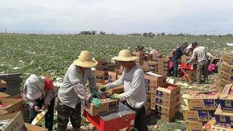 吐鲁番吃瓜群众事件视频,一场引发热议的街头冲突