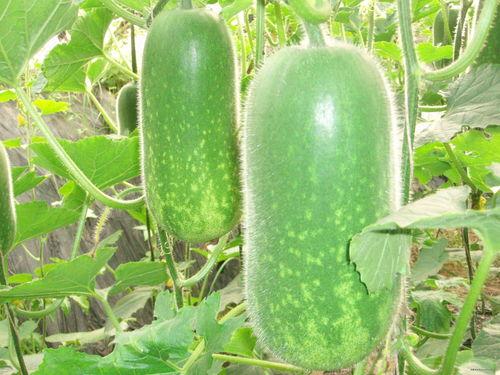 吃瓜路人素材视频大全,趣味瞬间，笑料百出