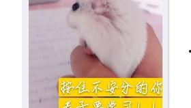 老鼠吃瓜视频,老鼠偷吃瓜视频引发网友热议