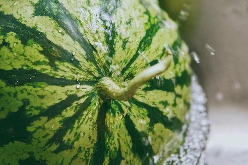 田间吃瓜示范视频,体验丰收喜悦的田园时光