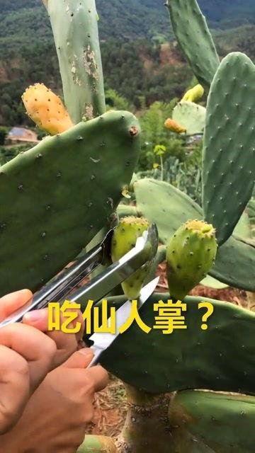 仙人掌直播间现场吃瓜视频,仙人掌吃瓜大揭秘，笑料百出！