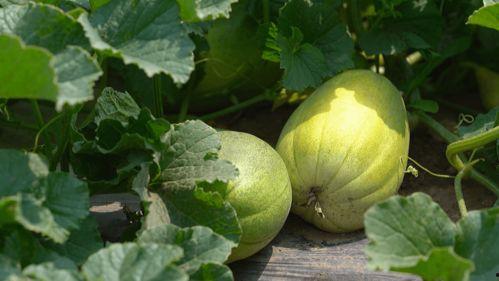 渤海理工吃瓜视频,揭秘校园热点事件背后的真相